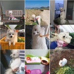 국내최대 반려동물무료분양 포털, 반려동물 분양, 애견, 고양이, 고슴도치, 햄스터, 토끼, 유기견, 티컵강아지 무료분양 정보제공. 주세요닷컴