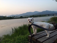 국내최대 반려동물무료분양 포털, 반려동물 분양, 애견, 고양이, 고슴도치, 햄스터, 토끼, 티컵강아지 무료분양 정보제공. 주세요닷컴