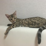 국내최대 반려동물무료분양 포털, 반려동물 분양, 애견, 고양이, 고슴도치, 햄스터, 토끼, 티컵강아지 무료분양 정보제공. 주세요닷컴