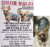 국내최대 반려동물무료분양 포털, 반려동물 분양, 애견, 고양이, 고슴도치, 햄스터, 토끼, 티컵강아지 무료분양 정보제공. 주세요닷컴