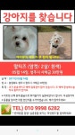 국내최대 반려동물무료분양 포털, 반려동물 분양, 애견, 고양이, 고슴도치, 햄스터, 토끼, 티컵강아지 무료분양 정보제공. 주세요닷컴