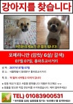 국내최대 반려동물무료분양 포털, 반려동물 분양, 애견, 고양이, 고슴도치, 햄스터, 토끼, 티컵강아지 무료분양 정보제공. 주세요닷컴