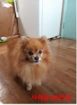 국내최대 반려동물무료분양 포털, 반려동물 분양, 애견, 고양이, 고슴도치, 햄스터, 토끼, 티컵강아지 무료분양 정보제공. 주세요닷컴