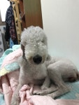 국내최대 반려동물무료분양 포털, 반려동물 분양, 애견, 고양이, 고슴도치, 햄스터, 토끼, 유기견, 티컵강아지 무료분양 정보제공. 주세요닷컴... 