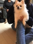 국내최대 반려동물무료분양 포털, 반려동물 분양, 애견, 고양이, 고슴도치, 햄스터, 토끼, 유기견, 티컵강아지 무료분양 정보제공. 주세요닷컴... 