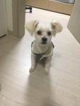국내최대 반려동물무료분양 포털, 반려동물 분양, 애견, 고양이, 고슴도치, 햄스터, 토끼, 유기견, 티컵강아지 무료분양 정보제공. 주세요닷컴... 