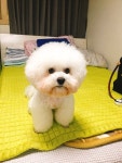 국내최대 반려동물무료분양 포털, 반려동물 분양, 애견, 고양이, 고슴도치, 햄스터, 토끼, 티컵강아지 무료분양 정보제공. 주세요닷컴