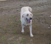 국내최대 반려동물무료분양 포털, 반려동물 분양, 애견, 고양이, 고슴도치, 햄스터, 토끼, 티컵강아지 무료분양 정보제공. 주세요닷컴