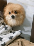 국내최대 반려동물무료분양 포털, 반려동물 분양, 애견, 고양이, 고슴도치, 햄스터, 토끼, 티컵강아지 무료분양 정보제공. 주세요닷컴