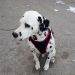 국내최대 반려동물무료분양 포털, 반려동물 분양, 애견, 고양이, 고슴도치, 햄스터, 토끼, 유기견, 티컵강아지 무료분양 정보제공. 주세요닷컴... 