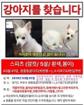 국내최대 반려동물무료분양 포털, 반려동물 분양, 애견, 고양이, 고슴도치, 햄스터, 토끼, 티컵강아지 무료분양 정보제공. 주세요닷컴