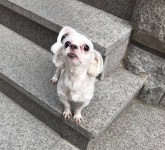 국내최대 반려동물무료분양 포털, 반려동물 분양, 애견, 고양이, 고슴도치, 햄스터, 토끼, 유기견, 티컵강아지 무료분양 정보제공. 주세요닷컴... 