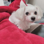 국내최대 반려동물무료분양 포털, 반려동물 분양, 애견, 고양이, 고슴도치, 햄스터, 토끼, 티컵강아지 무료분양 정보제공. 주세요닷컴