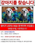 국내최대 반려동물무료분양 포털, 반려동물 분양, 애견, 고양이, 고슴도치, 햄스터, 토끼, 티컵강아지 무료분양 정보제공. 주세요닷컴