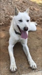 국내최대 반려동물무료분양 포털, 반려동물 분양, 애견, 고양이, 고슴도치, 햄스터, 토끼, 티컵강아지 무료분양 정보제공. 주세요닷컴
