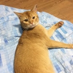 국내최대 반려동물무료분양 포털, 반려동물 분양, 애견, 고양이, 고슴도치, 햄스터, 토끼, 티컵강아지 무료분양 정보제공. 주세요닷컴