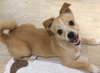 국내최대 반려동물무료분양 포털, 반려동물 분양, 애견, 고양이, 고슴도치, 햄스터, 토끼, 유기견, 티컵강아지 무료분양 정보제공. 주세요닷컴... 