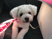 국내최대 반려동물무료분양 포털, 반려동물 분양, 애견, 고양이, 고슴도치, 햄스터, 토끼, 티컵강아지 무료분양 정보제공. 주세요닷컴... 