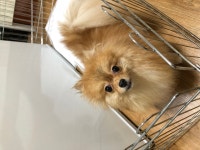 국내최대 반려동물무료분양 포털, 반려동물 분양, 애견, 고양이, 고슴도치, 햄스터, 토끼, 유기견, 티컵강아지 무료분양 정보제공. 주세요닷컴... 