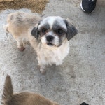 국내최대 반려동물무료분양 포털, 반려동물 분양, 애견, 고양이, 고슴도치, 햄스터, 토끼, 티컵강아지 무료분양 정보제공. 주세요닷컴