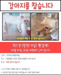 국내최대 반려동물무료분양 포털, 반려동물 분양, 애견, 고양이, 고슴도치, 햄스터, 토끼, 티컵강아지 무료분양 정보제공. 주세요닷컴