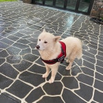 국내최대 반려동물무료분양 포털, 반려동물 분양, 애견, 고양이, 고슴도치, 햄스터, 토끼, 유기견, 티컵강아지 무료분양 정보제공. 주세요닷컴... 