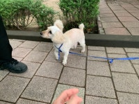 국내최대 반려동물무료분양 포털, 반려동물 분양, 애견, 고양이, 고슴도치, 햄스터, 토끼, 유기견, 티컵강아지 무료분양 정보제공. 주세요닷컴... 