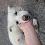 국내최대 반려동물무료분양 포털, 반려동물 분양, 애견, 고양이, 고슴도치, 햄스터, 토끼, 유기견, 티컵강아지 무료분양 정보제공. 주세요닷컴... 