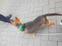 국내최대 반려동물무료분양 포털, 반려동물 분양, 애견, 고양이, 고슴도치, 햄스터, 토끼, 유기견, 티컵강아지 무료분양 정보제공. 주세요닷컴... 