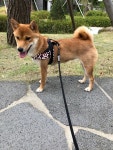 국내최대 반려동물무료분양 포털, 반려동물 분양, 애견, 고양이, 고슴도치, 햄스터, 토끼, 티컵강아지 무료분양 정보제공. 주세요닷컴