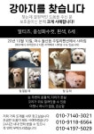 국내최대 반려동물무료분양 포털, 반려동물 분양, 애견, 고양이, 고슴도치, 햄스터, 토끼, 티컵강아지 무료분양 정보제공. 주세요닷컴