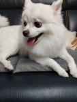 국내최대 반려동물무료분양 포털, 반려동물 분양, 애견, 고양이, 고슴도치, 햄스터, 토끼, 유기견, 티컵강아지 무료분양 정보제공. 주세요닷컴... 