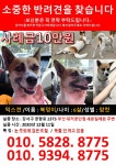 국내최대 반려동물무료분양 포털, 반려동물 분양, 애견, 고양이, 고슴도치, 햄스터, 토끼, 티컵강아지 무료분양 정보제공. 주세요닷컴