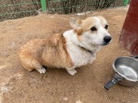 국내최대 반려동물무료분양 포털, 반려동물 분양, 애견, 고양이, 고슴도치, 햄스터, 토끼, 티컵강아지 무료분양 정보제공. 주세요닷컴... 