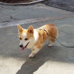 국내최대 반려동물무료분양 포털, 반려동물 분양, 애견, 고양이, 고슴도치, 햄스터, 토끼, 티컵강아지 무료분양 정보제공. 주세요닷컴