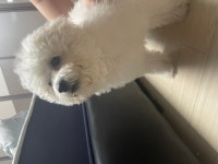 국내최대 반려동물무료분양 포털, 반려동물 분양, 애견, 고양이, 고슴도치, 햄스터, 토끼, 유기견, 티컵강아지 무료분양 정보제공. 주세요닷컴... 