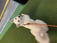 국내최대 반려동물무료분양 포털, 반려동물 분양, 애견, 고양이, 고슴도치, 햄스터, 토끼, 티컵강아지 무료분양 정보제공. 주세요닷컴