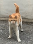국내최대 반려동물무료분양 포털, 반려동물 분양, 애견, 고양이, 고슴도치, 햄스터, 토끼, 티컵강아지 무료분양 정보제공. 주세요닷컴