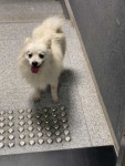국내최대 반려동물무료분양 포털, 반려동물 분양, 애견, 고양이, 고슴도치, 햄스터, 토끼, 티컵강아지 무료분양 정보제공. 주세요닷컴 강아지무료... 