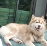 국내최대 반려동물무료분양 포털, 반려동물 분양, 애견, 고양이, 고슴도치, 햄스터, 토끼, 티컵강아지 무료분양 정보제공. 주세요닷컴