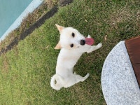 국내최대 반려동물무료분양 포털, 반려동물 분양, 애견, 고양이, 고슴도치, 햄스터, 토끼, 유기견, 티컵강아지 무료분양 정보제공. 주세요닷컴... 