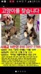 국내최대 반려동물무료분양 포털, 반려동물 분양, 애견, 고양이, 고슴도치, 햄스터, 토끼, 티컵강아지 무료분양 정보제공. 주세요닷컴