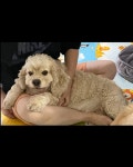 국내최대 반려동물무료분양 포털, 반려동물 분양, 애견, 고양이, 고슴도치, 햄스터, 토끼, 유기견, 티컵강아지 무료분양 정보제공. 주세요닷컴... 