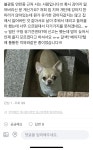 국내최대 반려동물무료분양 포털, 반려동물 분양, 애견, 고양이, 고슴도치, 햄스터, 토끼, 유기견, 티컵강아지 무료분양 정보제공. 주세요닷컴... 