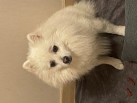 국내최대 반려동물무료분양 포털, 반려동물 분양, 애견, 고양이, 고슴도치, 햄스터, 토끼, 유기견, 티컵강아지 무료분양 정보제공. 주세요닷컴... 