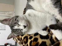 국내최대 반려동물무료분양 포털, 반려동물 분양, 애견, 고양이, 고슴도치, 햄스터, 토끼, 유기견, 티컵강아지 무료분양 정보제공. 주세요닷컴... 