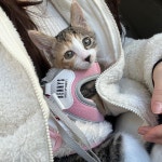 국내최대 반려동물무료분양 포털, 반려동물 분양, 애견, 고양이, 고슴도치, 햄스터, 토끼, 유기견, 티컵강아지 무료분양 정보제공. 주세요닷컴... 