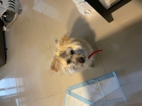 국내최대 반려동물무료분양 포털, 반려동물 분양, 애견, 고양이, 고슴도치, 햄스터, 토끼, 유기견, 티컵강아지 무료분양 정보제공. 주세요닷컴... 
