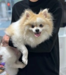 국내최대 반려동물무료분양 포털, 반려동물 분양, 애견, 고양이, 고슴도치, 햄스터, 토끼, 유기견, 티컵강아지 무료분양 정보제공. 주세요닷컴... 