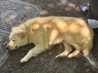 국내최대 반려동물무료분양 포털, 반려동물 분양, 애견, 고양이, 고슴도치, 햄스터, 토끼, 유기견, 티컵강아지 무료분양 정보제공. 주세요닷컴... 